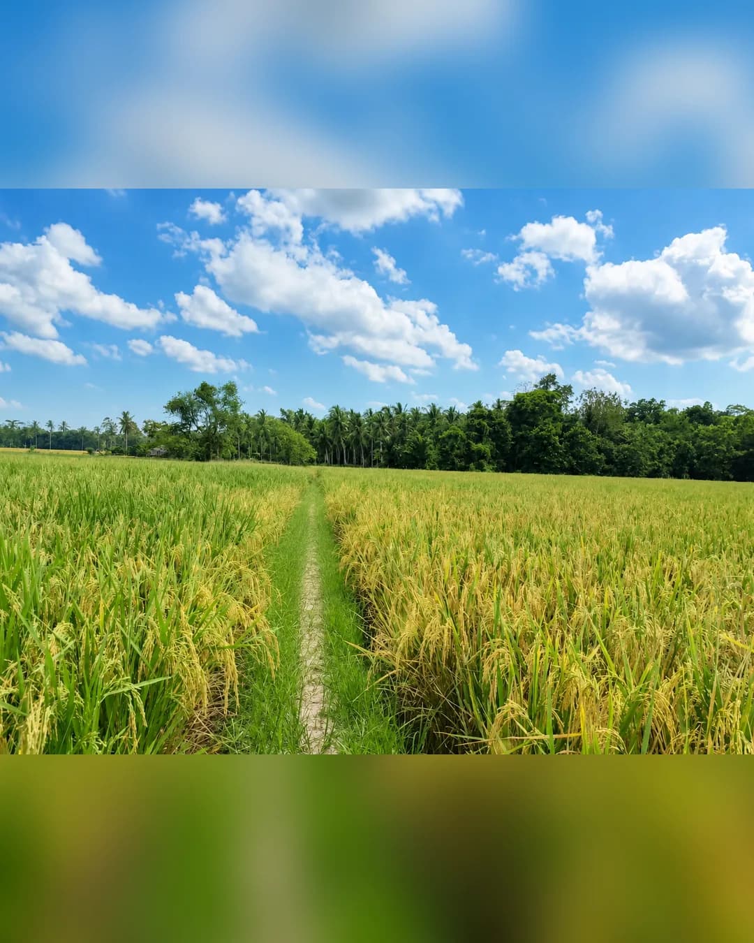 Foto 4 Tanah Dijual di Kalianda di Kalianda