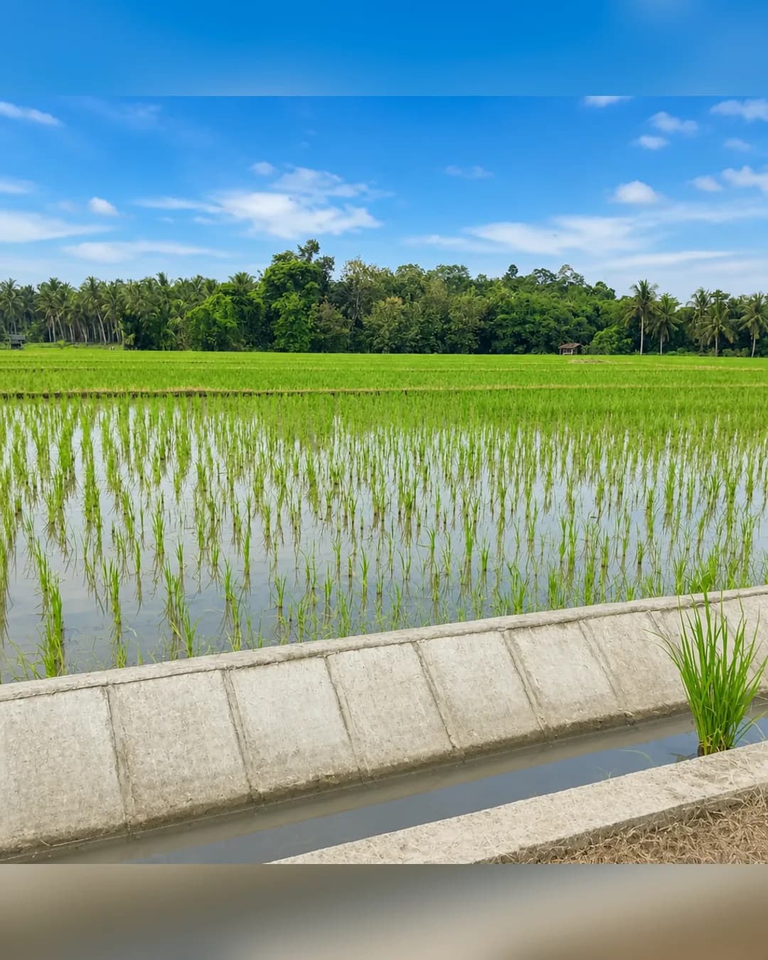 Foto 2 Tanah Dijual di Kalianda di Kalianda
