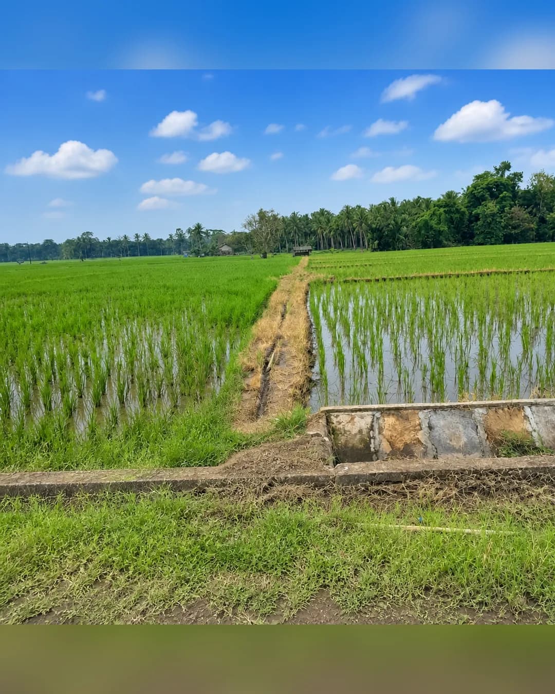 Foto 5 Tanah Dijual di Kalianda di Kalianda