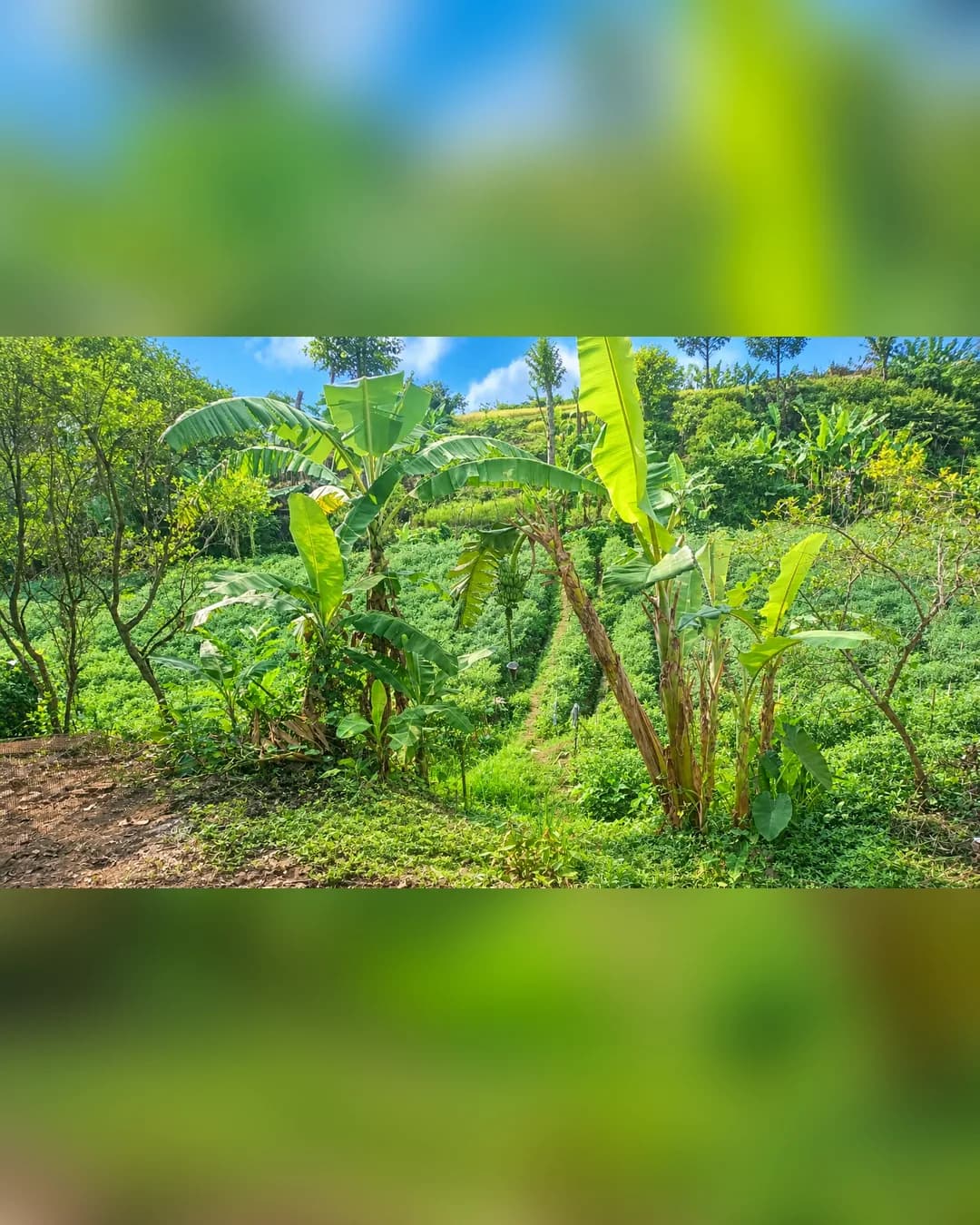 Foto 3 Tanah Dijual di Bayongbong di Bayongbong