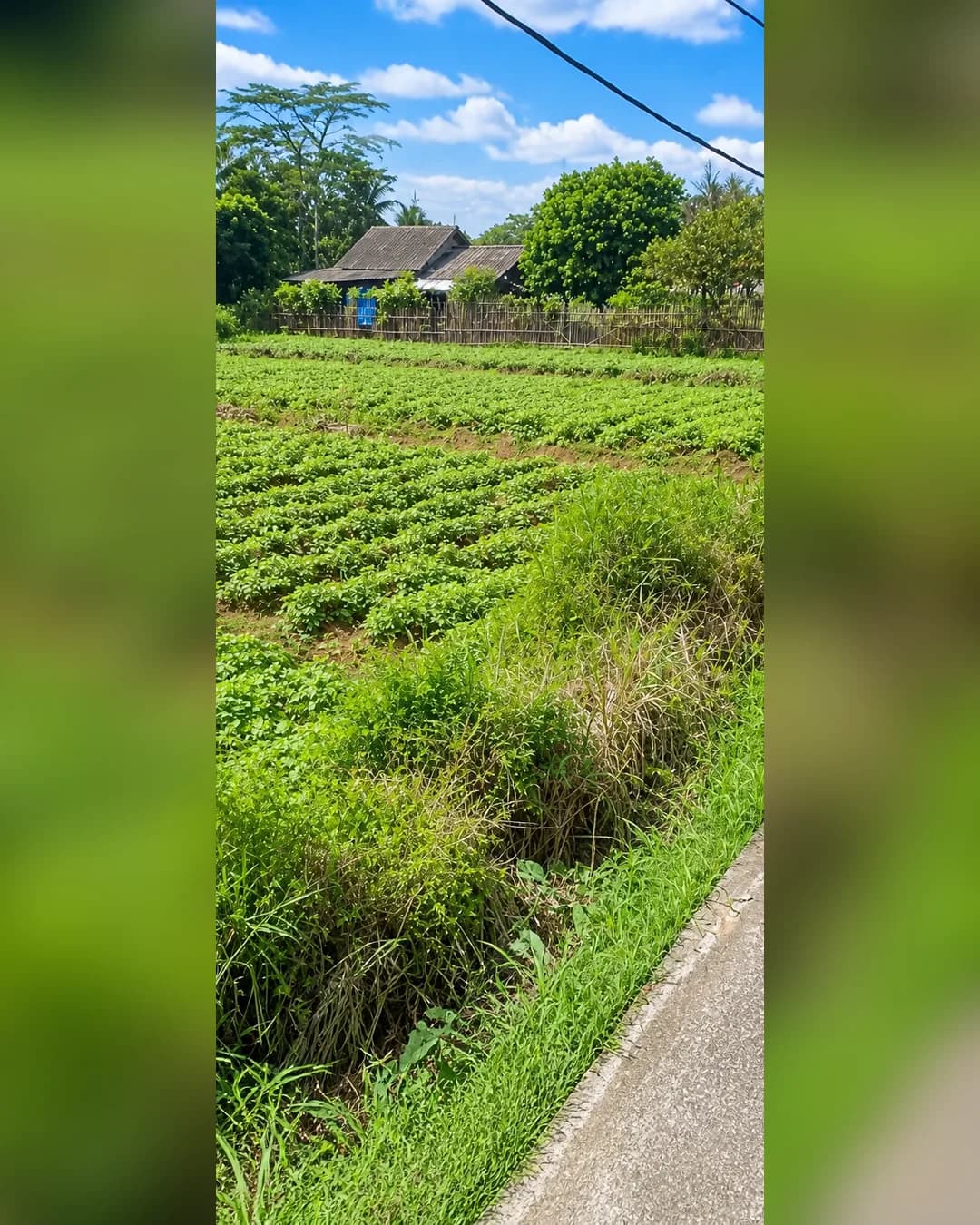 Foto 2 Tanah Dijual di Ciampea di Ciampea