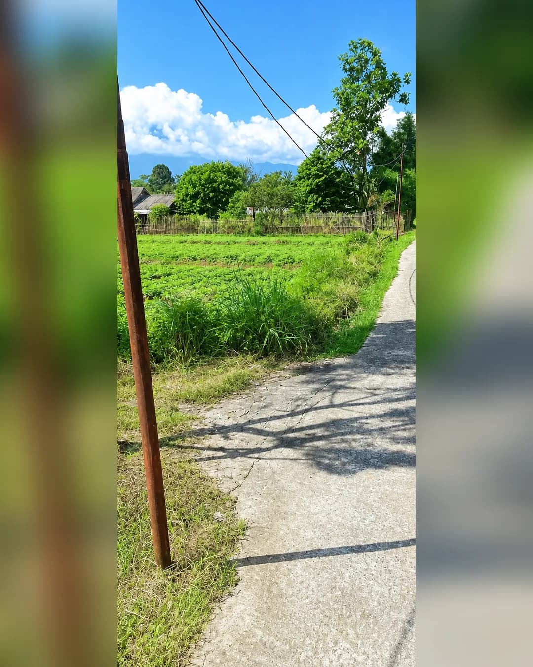 Foto 3 Tanah Dijual di Ciampea di Ciampea