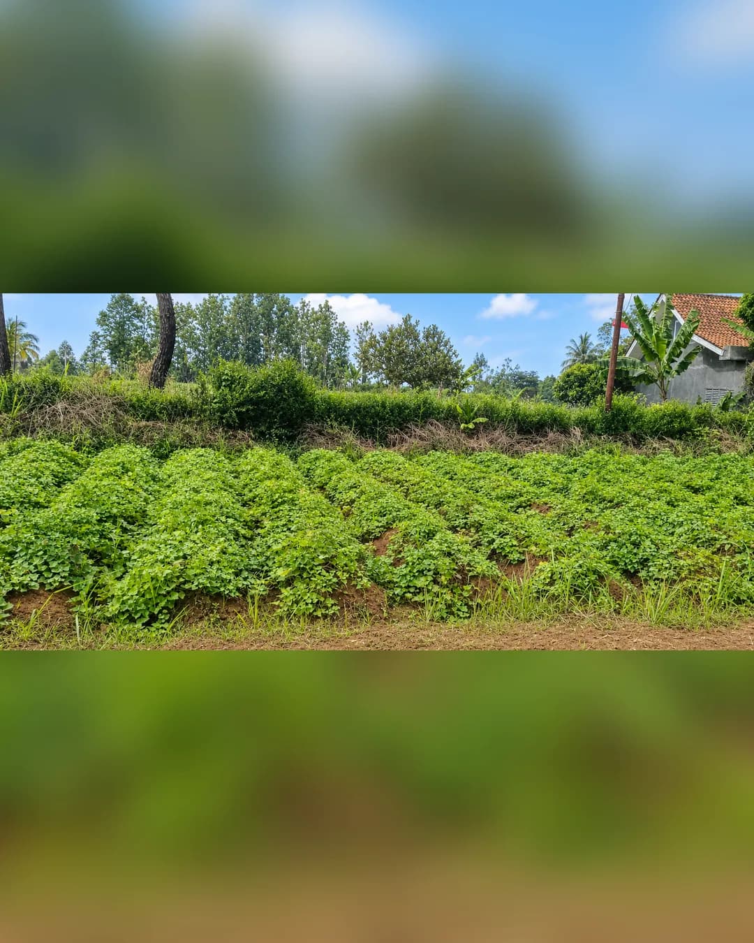 Foto utama Tanah Dijual di Ciampea di Ciampea