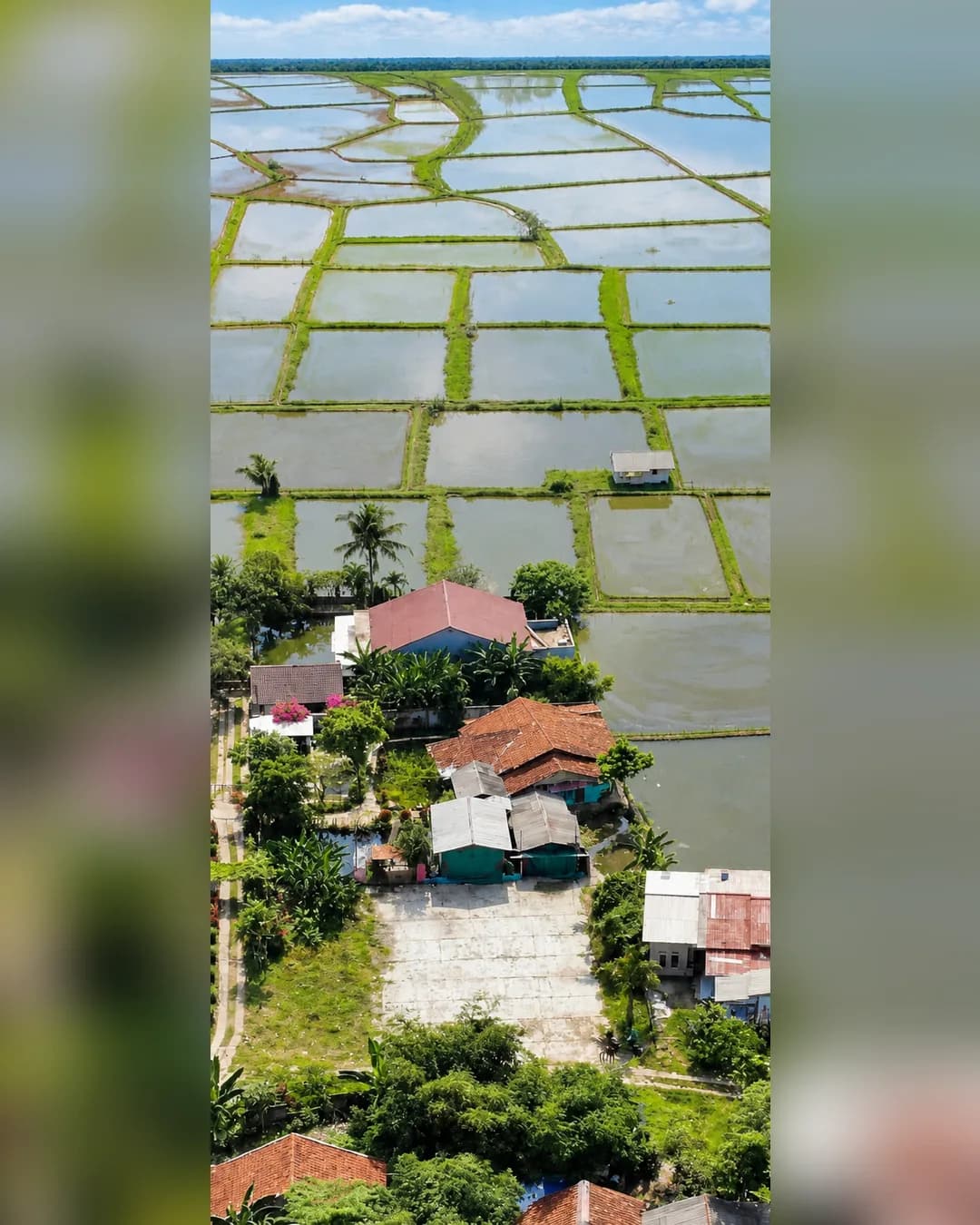 Foto 2 Tanah Kolam Empang Dijual di Ciseeng di Ciseeng