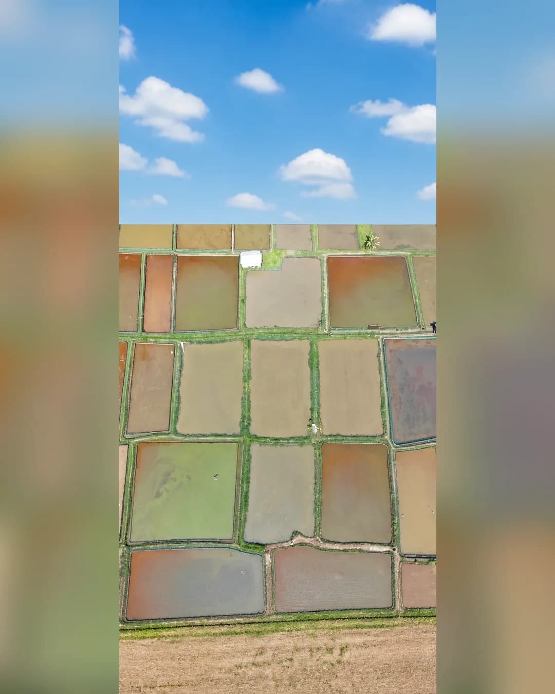 Foto 5 Tanah Kolam Empang Dijual di Ciseeng di Ciseeng