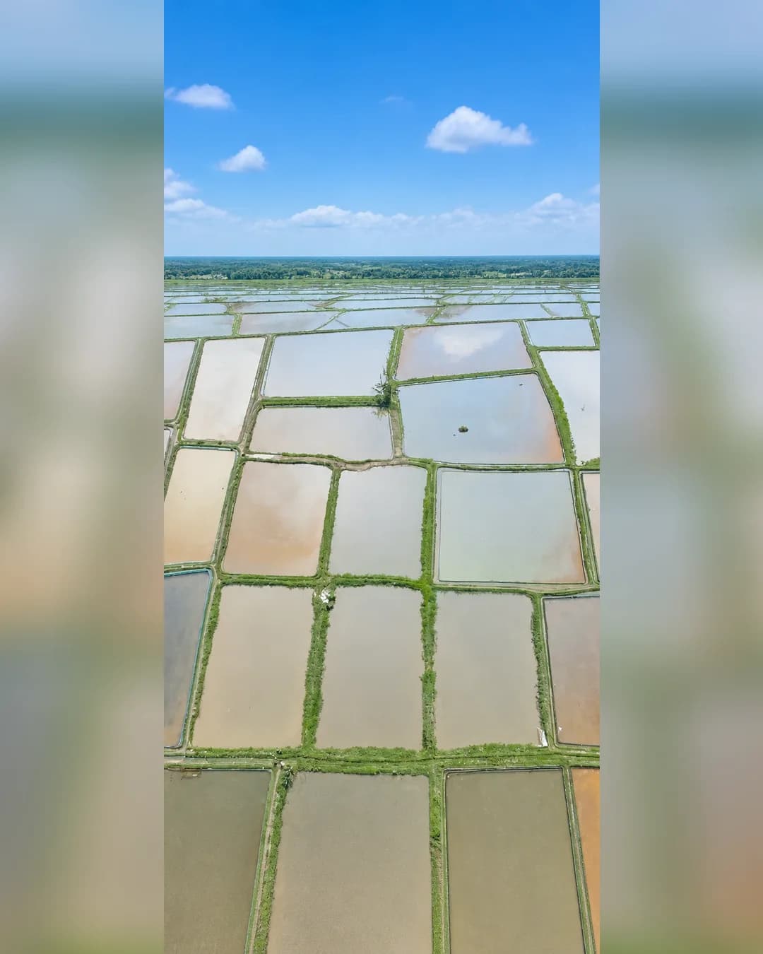 Foto 3 Tanah Kolam Empang Dijual di Ciseeng di Ciseeng
