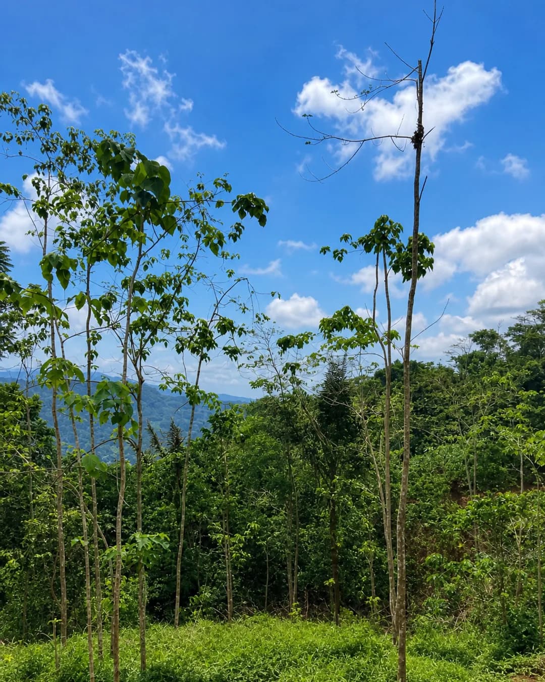 Foto 2 Tanah Dijual di Rancakalong di Rancakalong