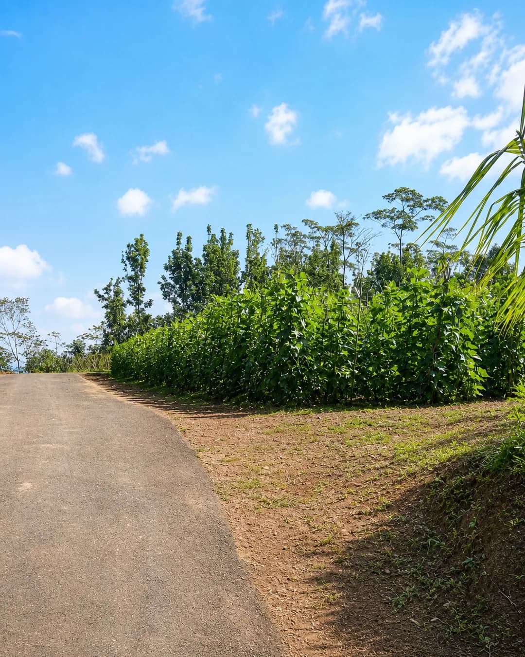 Foto 4 Tanah Dijual di Rancakalong di Rancakalong